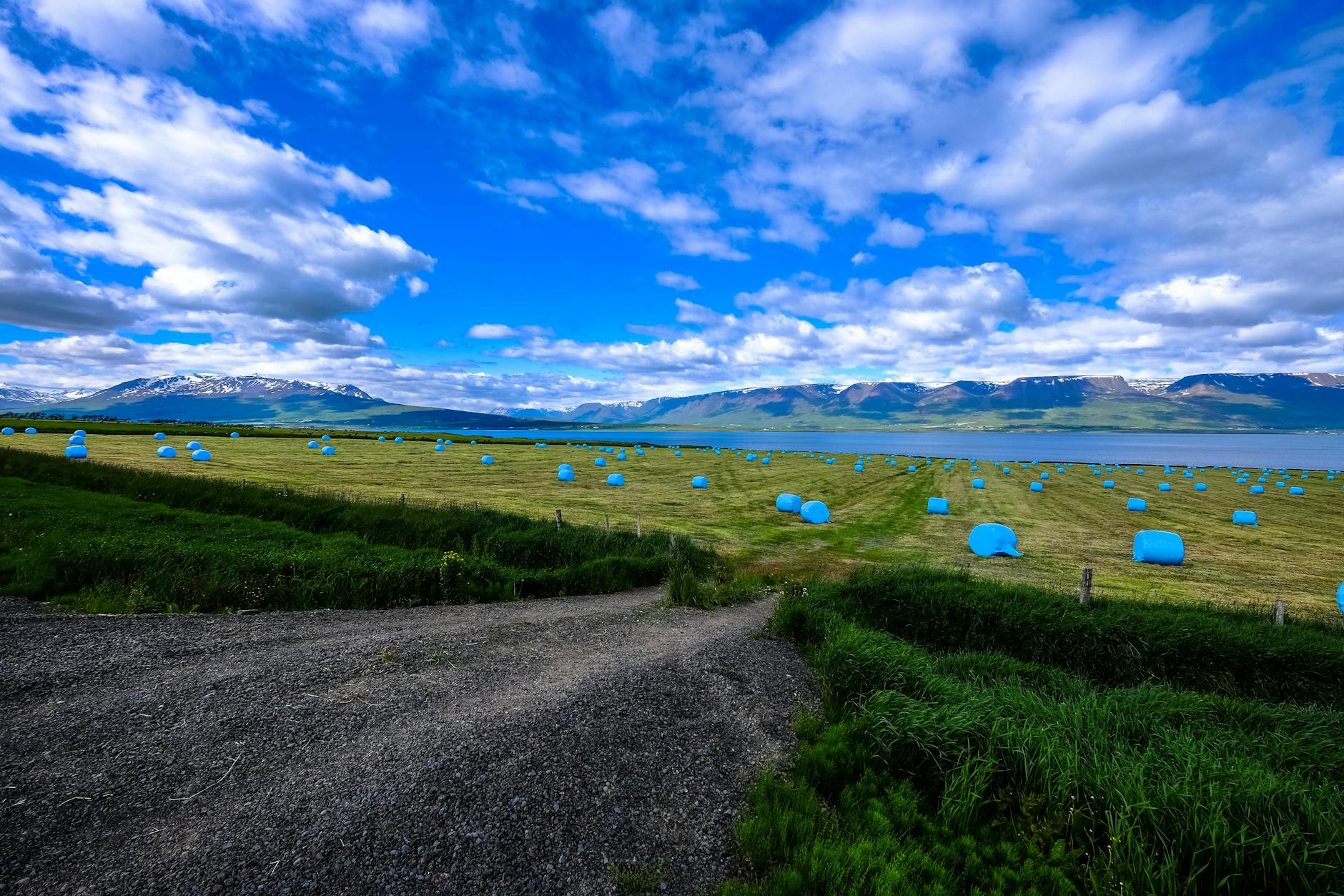 blue plants on a field with a blue sky